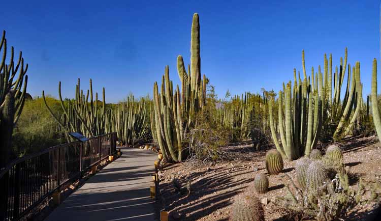 cactus landscape
